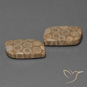 Gemme di Corallo fossile Multicolore naturale da 34.47 ct, Taglio a fantasia, Opaco