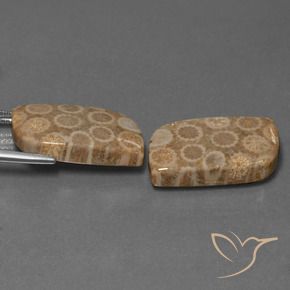 Gemme di Corallo fossile Multicolore naturale da 34.47 ct, Taglio a fantasia, Opaco