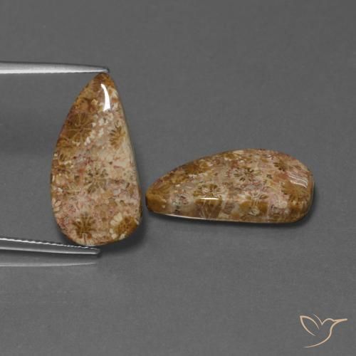 16.75ctw Naturale Multicolore Corallo fossile, Taglio a fantasia, Opaco