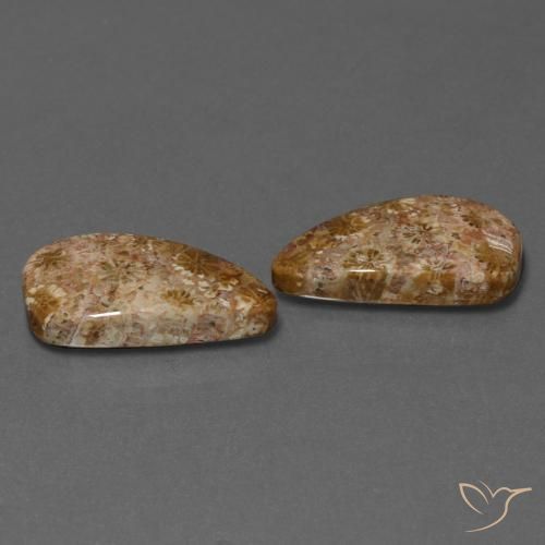 Gemme di Corallo fossile Multicolore naturale da 16.75 ct, Taglio a fantasia, Opaco