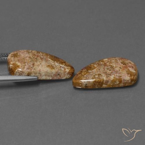 Gemme di Corallo fossile Multicolore naturale da 16.75 ct, Taglio a fantasia, Opaco