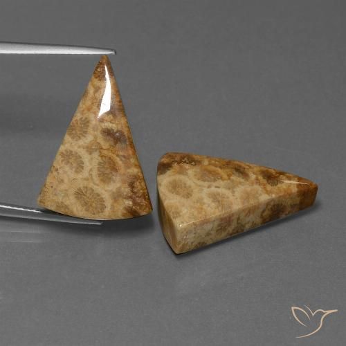 29.28ctw Naturale Multicolore Corallo fossile, Taglio trillion, Opaco