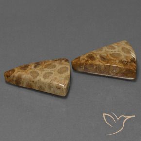 Gemme di Corallo fossile Multicolore naturale da 29.28 ct, Taglio trillion, Opaco