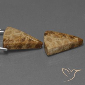 Gemme di Corallo fossile Multicolore naturale da 29.28 ct, Taglio trillion, Opaco