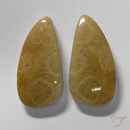 20.19ctw Naturale Multicolore Corallo fossile, Taglio a fantasia, Opaco