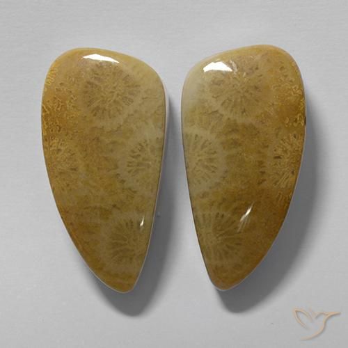 Gemme di Corallo fossile Multicolore naturale da 20.19 ct, Taglio a fantasia, Opaco