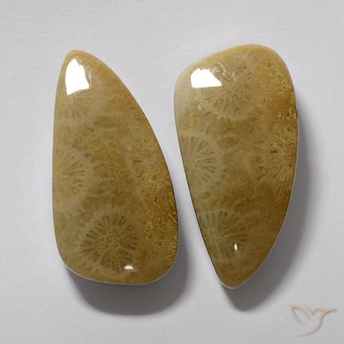 Gemme di Corallo fossile Multicolore naturale da 20.19 ct, Taglio a fantasia, Opaco