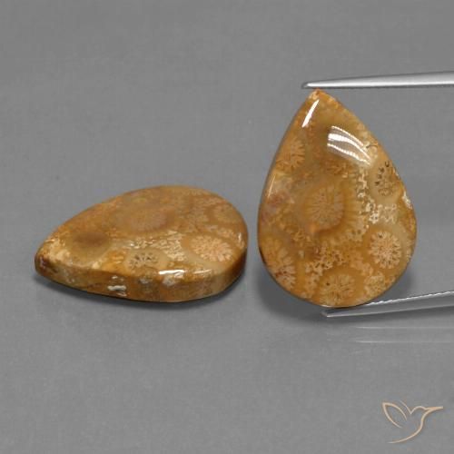 21.78ctw Naturale Multicolore Corallo fossile, Forma a pera, Opaco