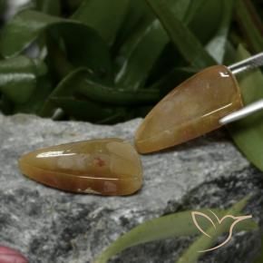 Gemme di Corallo fossile Multicolore naturale da 22.09 ct, Taglio a fantasia, Opaco