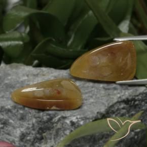 Gemme di Corallo fossile Multicolore naturale da 22.09 ct, Taglio a fantasia, Opaco