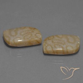 Gemme di Corallo fossile Multicolore naturale da 25.76 ct, Taglio a fantasia, Opaco