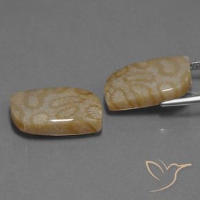 Gemme di Corallo fossile Multicolore naturale da 25.76 ct, Taglio a fantasia, Opaco