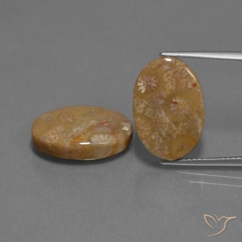15.40ctw Naturale Multicolore Corallo fossile, Ovale, Opaco