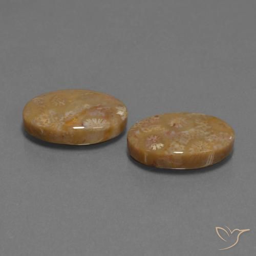 Gemme di Corallo fossile Multicolore naturale da 15.40 ct, Ovale, Opaco