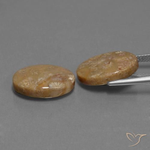Gemme di Corallo fossile Multicolore naturale da 15.40 ct, Ovale, Opaco