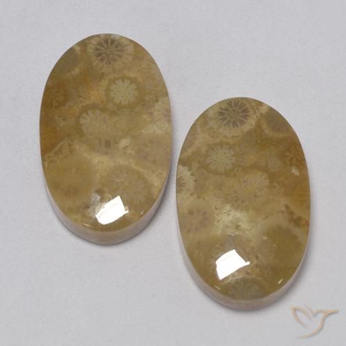 24.67ctw Naturale Multicolore Corallo fossile, Ovale, Opaco