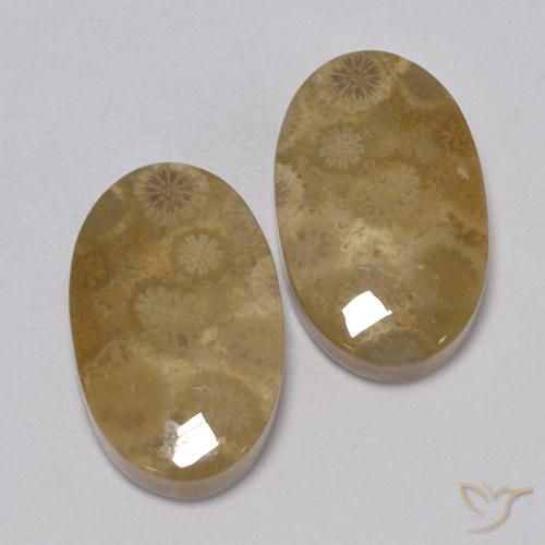 Gemme di Corallo fossile Multicolore naturale da 24.67 ct, Ovale, Opaco