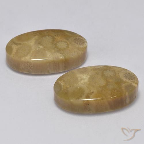 Gemme di Corallo fossile Multicolore naturale da 24.67 ct, Ovale, Opaco