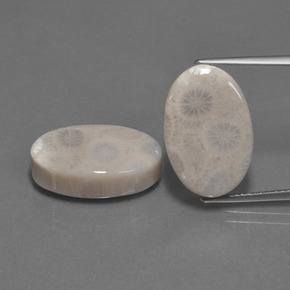 Gemme di Corallo fossile Multicolore naturale da  ct, Taglio ovale, Opaco