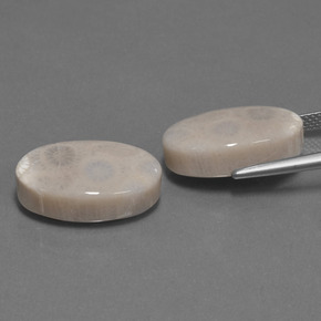 Gemme di Corallo fossile Multicolore naturale da  ct, Taglio ovale, Opaco