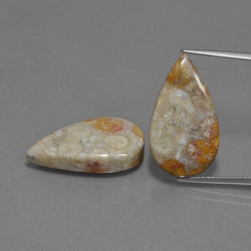 Gemme di Corallo fossile Multicolore naturale da 18.07 ct, Forma a pera, Opaco