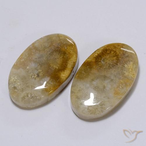 26.28ctw Naturale Multicolore Corallo fossile, Ovale, Opaco