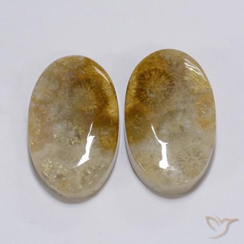 Gemme di Corallo fossile Multicolore naturale da 26.28 ct, Ovale, Opaco
