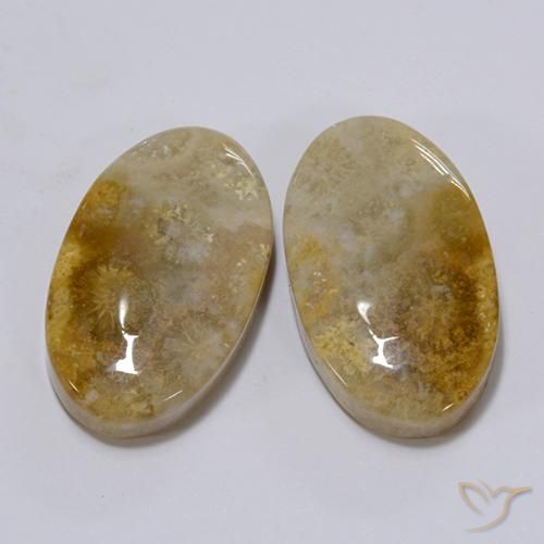Gemme di Corallo fossile Multicolore naturale da 26.28 ct, Ovale, Opaco