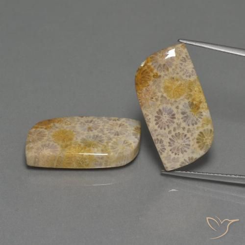 30.44ctw Naturale Multicolore Corallo fossile, Taglio a fantasia, Opaco