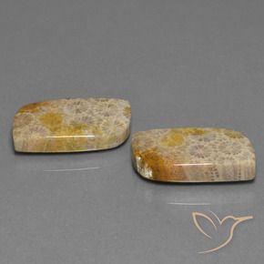 Gemme di Corallo fossile Multicolore naturale da 30.44 ct, Taglio a fantasia, Opaco