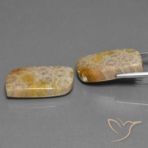 Gemme di Corallo fossile Multicolore naturale da 30.44 ct, Taglio a fantasia, Opaco