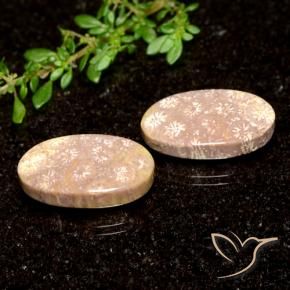 Gemme di Corallo fossile Multicolore naturale da 21.04 ct, Ovale, Opaco