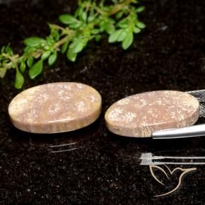 Gemme di Corallo fossile Multicolore naturale da 21.04 ct, Ovale, Opaco