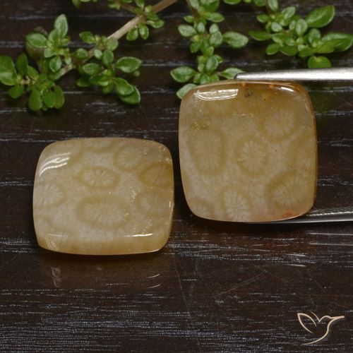 26.38ctw Naturale Multicolore Corallo fossile, Cuscino, Traslucido