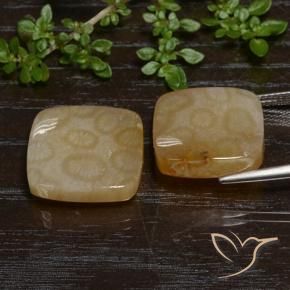 Gemme di Corallo fossile Multicolore naturale da 26.38 ct, Cuscino, Traslucido