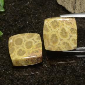 Gemme di Corallo fossile Multicolore naturale da 22.09 ct, Quadrato, Opaco