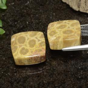 Gemme di Corallo fossile Multicolore naturale da 22.09 ct, Quadrato, Opaco