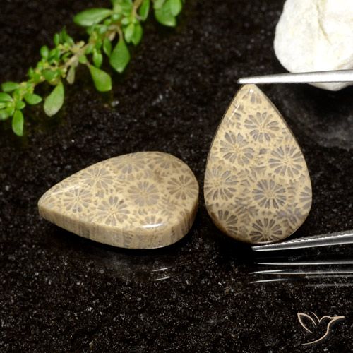 26.61ctw Naturale Multicolore Corallo fossile, Forma a pera, Opaco