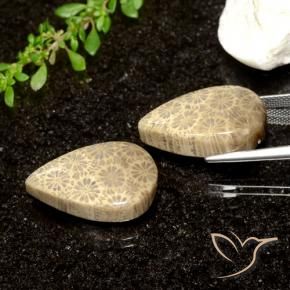 Gemme di Corallo fossile Multicolore naturale da 26.61 ct, Forma a pera, Opaco