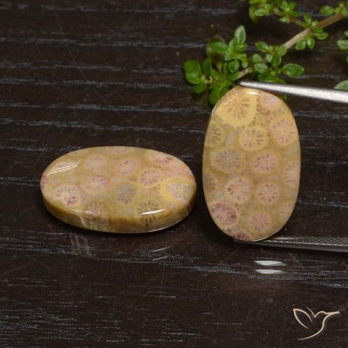 24.57ctw Naturale Multicolore Corallo fossile, Ovale, Opaco