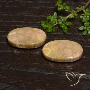 Gemme di Corallo fossile Multicolore naturale da 24.57 ct, Ovale, Opaco