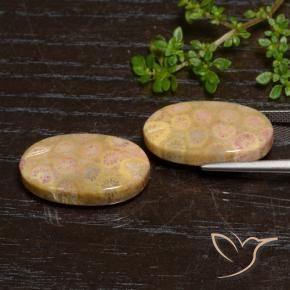 Gemme di Corallo fossile Multicolore naturale da 24.57 ct, Ovale, Opaco