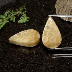 Gemme di Corallo fossile Multicolore naturale da 28.50 ct, Forma a pera, Opaco