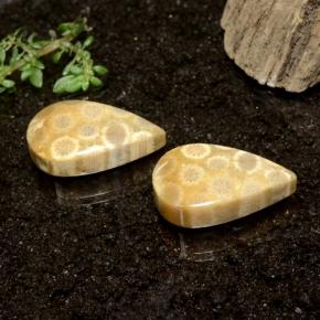Gemme di Corallo fossile Multicolore naturale da 28.50 ct, Forma a pera, Opaco