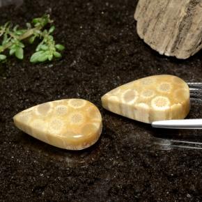 Gemme di Corallo fossile Multicolore naturale da 28.50 ct, Forma a pera, Opaco