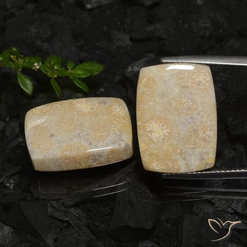 30.12ctw Naturale Multicolore Corallo fossile, Cuscino, Opaco