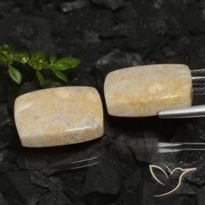 Gemme di Corallo fossile Multicolore naturale da 30.12 ct, Cuscino, Opaco