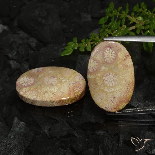 22.78ctw Naturale Multicolore Corallo fossile, Ovale, Opaco