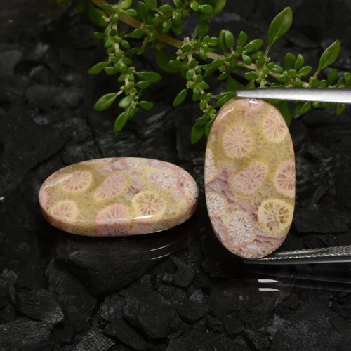 Corallo fossile naturale multicolore da 23,62 ct, taglio ovale, opaco
