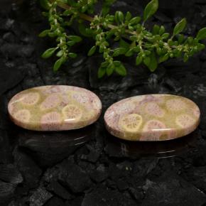 Corallo fossile naturale multicolore da 23,62 ct, taglio ovale, opaco